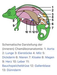 Vorschaubild Anatomie (Wikipedia)
