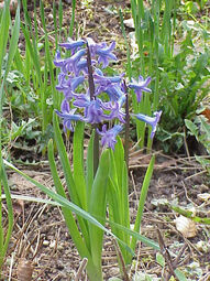 Vorschaubild Die Gartenhyazinthe