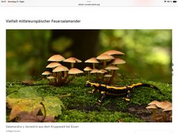 Vorschaubild 