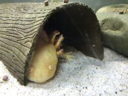 Vorschaubild Goldie
