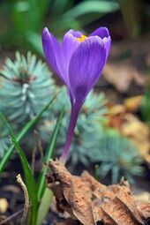 Vorschaubild Der Frühlings-Krokus