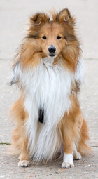Source: https://pixabay.com/photos/dog-sheltie-shetland-sheepdog-165015/