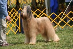 Source: https://pixabay.com/photos/dog-show-dog-briard-pet-6481791/