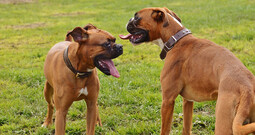 Source: https://pixabay.com/photos/boxer-dogs-dogs-good-aiderbichl-1321231/