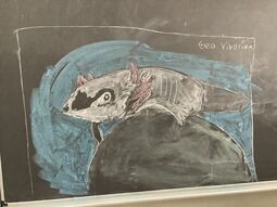 Vorschaubild Axolotl Bild