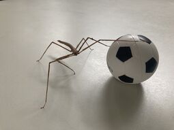 Vorschaubild Der beste Fußballer ⚽️
