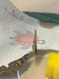 Preview image Anstatt die Fruchtzuckerlösung aus dem Schwämmchen zu saugen, trinkt der Schmetterling mit seinem Saugrüssel direkt vom  Deckel.