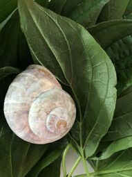 Vorschaubild Eine Weinbergschnecke auf einem Blatt