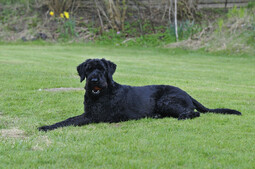 Source: https://pixabay.com/photos/dog-giant-schnauzer-garden-black-1193997/