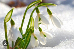 Vorschaubild Das Schneeglöckchen