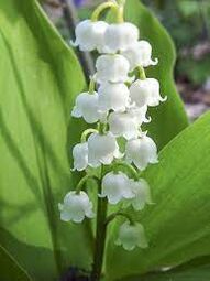 Vorschaubild Muguet