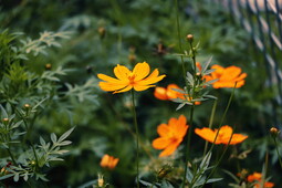 Selective Focus Photography of Orange Sunroot Flowers<br>{https://www.pexels.com/photo/selective-focus-photography-of-orange-sunroot-flowers-982662/}