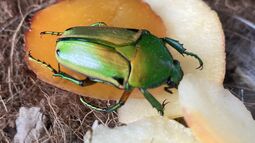 Vorschaubild 