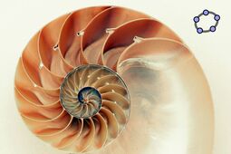 Vorschaubild Geogebra