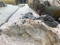 Vorschaubild 