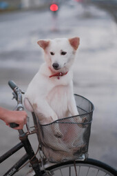 Source: https://www.pexels.com/photo/a-dog-sitting-in-a-bicycle-basket-6716745/