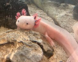 Vorschaubild Rosie