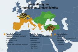 Vorschaubild Verbreitungskarte Griechische Landschildkröte (Copilot)