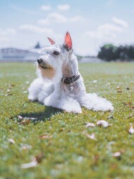 Source: https://www.pexels.com/photo/a-white-and-gray-miniature-schnauzer-lying-on-green-grass-6640225/