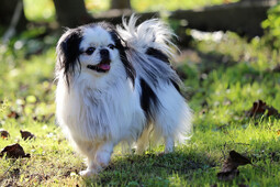 Source: https://pixabay.com/photos/dog-japanese-chin-animal-pet-sweet-3667534/