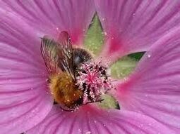 Vorschaubild Eine Hummel in einer Malvenblüte