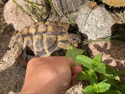Vorschaubild Mittagessen!