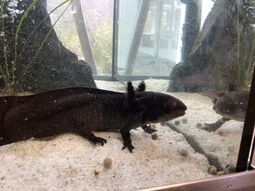 Vorschaubild Panther