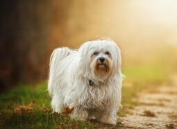 Source: https://pixabay.com/photos/dog-flare-havanese-domestic-animal-1134492/