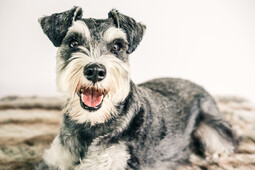 Source: https://www.pexels.com/photo/photo-of-schnauzer-3655387/