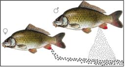 Vorschaubild Fortpflanzung Fische