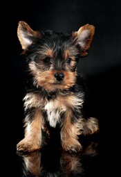 Source: https://www.pexels.com/photo/yorkshire-terrier-puppy-1420405/