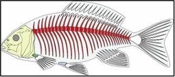 Vorschaubild Skelett Fische