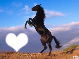 Vorschaubild petit tonnerre