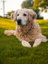 Vorschaubild Golden Retriever<br>{Quelle: https://www.pexels.com/photo/field-animal-dog-pet-9002917/}