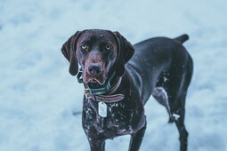 Deutsch Kurzhaar<br>{Quelle: https://www.pexels.com/photo/portrait-of-brown-dog-on-snow-10771920/}