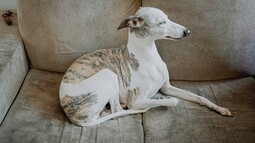 Whippet <br>{Quelle: https://www.pexels.com/photo/whippet-resting-on-cozy-sofa-at-home-5046782/}