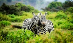 {https://www.pexels.com/photo/zebras-on-zebra-247376/}
