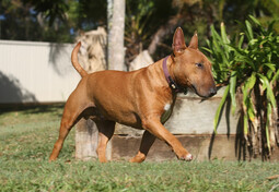 Miniature Bull Terrier<br>{Quelle: https://pixabay.com/photos/dog-miniature-bull-terrier-canine-2707523/}