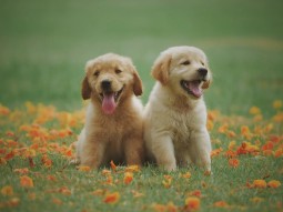 Hunde (Golden Retriever)<br>{Bildquelle: https://www.pexels.com/photo/two-yellow-labrador-retriever-puppies-1108099/}