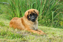 Leonberger<br>{Quelle: https://pixabay.com/photos/dog-leonberger-canine-pet-domestic-5555040/}