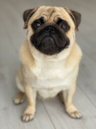 Mops<br>{Quelle: https://www.pexels.com/photo/selective-focus-photo-of-an-adorable-pug-sitting-on-the-floor-9534664/}