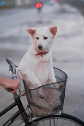 Kishu<br>{Quelle: https://www.pexels.com/photo/a-dog-sitting-in-a-bicycle-basket-6716745/}