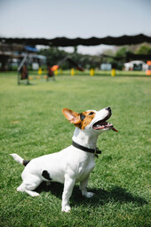 Vorschaubild Jack Russell Terrier<br>{Quelle: https://www.pexels.com/photo/cute-jack-russell-on-lawn-7210749/}