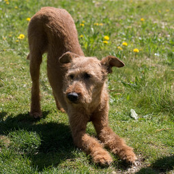 Irish Terrier<br>{Quelle: https://pixabay.com/photos/dog-irish-terrier-yoga-733832/}