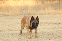 Malinois <br>{Quelle: https://pixabay.com/photos/malinois-dog-dog-animal-pet-5591141/}