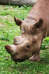 {https://www.pexels.com/photo/brown-rhinoceros-132400/}
