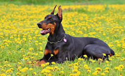 Dobermann<br>{Quelle: https://pixabay.com/photos/doberman-dog-nature-dobermann-893931/}