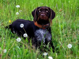 Deutsch Drahthaar<br>{Quelle: https://pixabay.com/photos/dog-animal-mammal-canine-breed-6539438/}