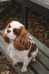 Cavalier King Charles Spaniel<br>{Quelle: https://www.pexels.com/photo/brown-and-white-long-coated-small-dog-sitting-on-wooden-surface-10318145/}