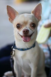 Chihuahua<br>{Quelle: https://www.pexels.com/photo/photo-of-a-chihuahua-dog-6490926/}